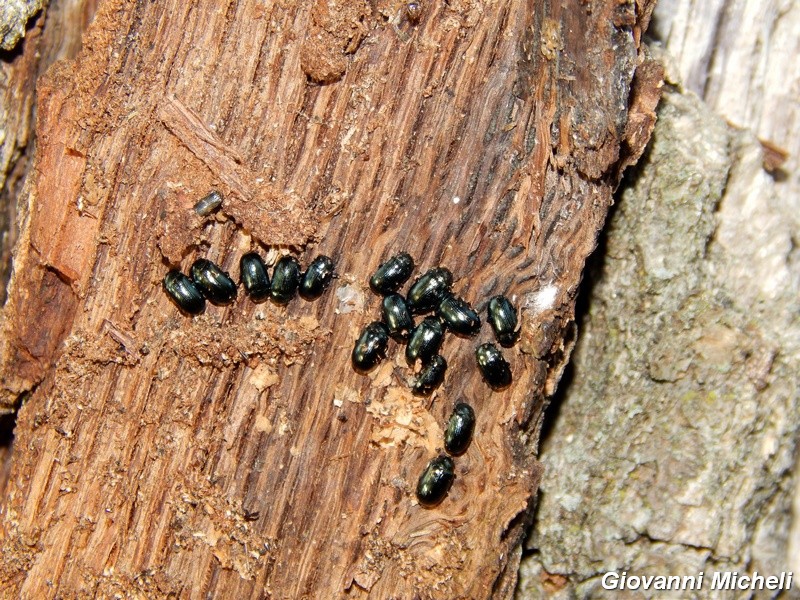 Phratora vitellinae aut laticollis, Chrysomelidae